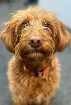 Photo of Ruby
